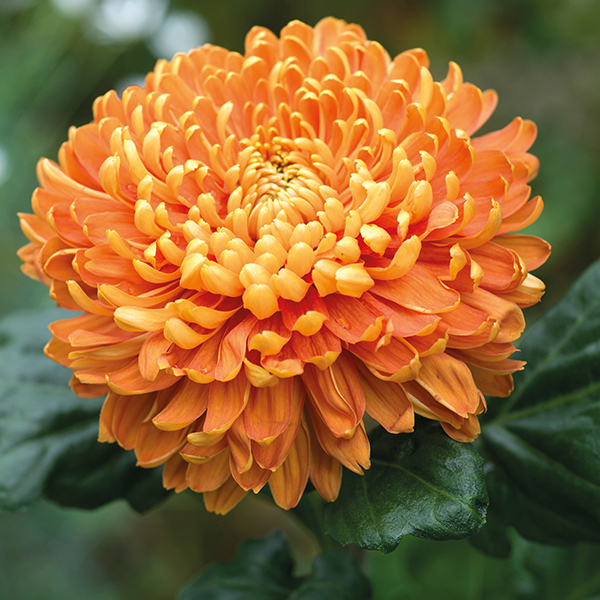 Chrysanthemum 'Astro Bronze'