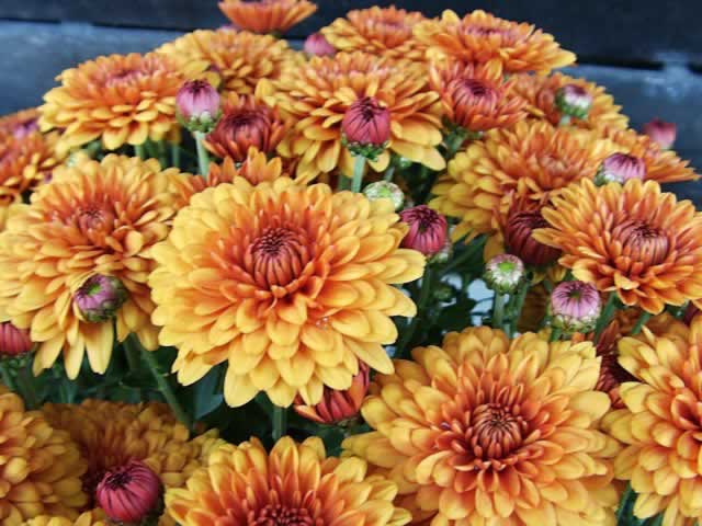 chrysanthemum_gold