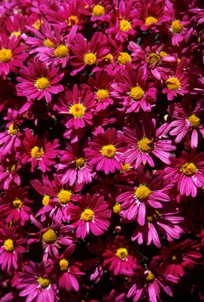 Mammoth Dark Pink Daisy