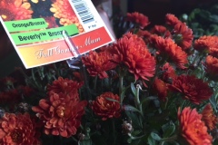 Fall Garden Mum