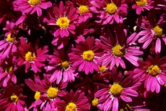 Mammoth Dark Pink Daisy