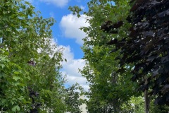 $10 Off Tree Sale