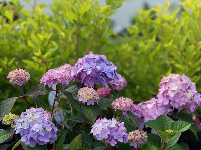 $5 Off Shrub Sale