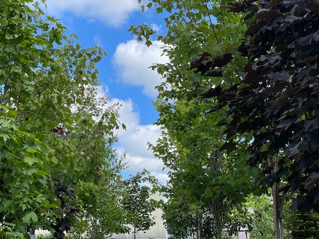 $10 Off Tree Sale