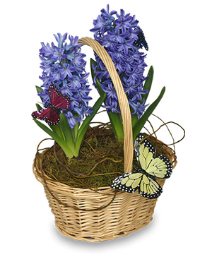 fsn-early-spring-hyacinth-6inch-potted-plant-169.300