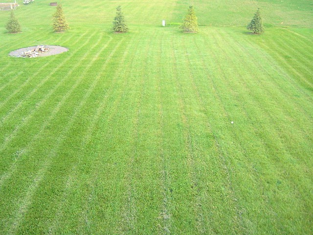 Finished hydro-seeded turf after 4-6 weeks of growth