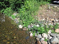 Shoreline Restoration