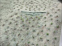 Shoreline Restoration