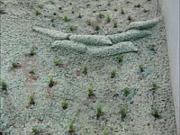 Shoreline Restoration