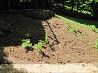 Shoreline Restoration