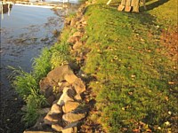 Shoreline Restoration