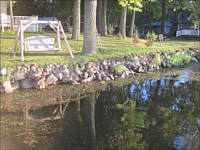 Shoreline Restoration