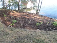 Shoreline Restoration